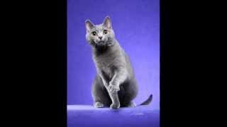 Copy of Chartreux Cat with YouTube music - an informational video by PoC - Pictures of Cats org 5,615 views 11 years ago 2 minutes, 2 seconds