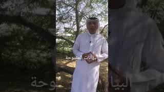 البيانات المفتوحة