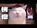 なでるとうっとりする猫