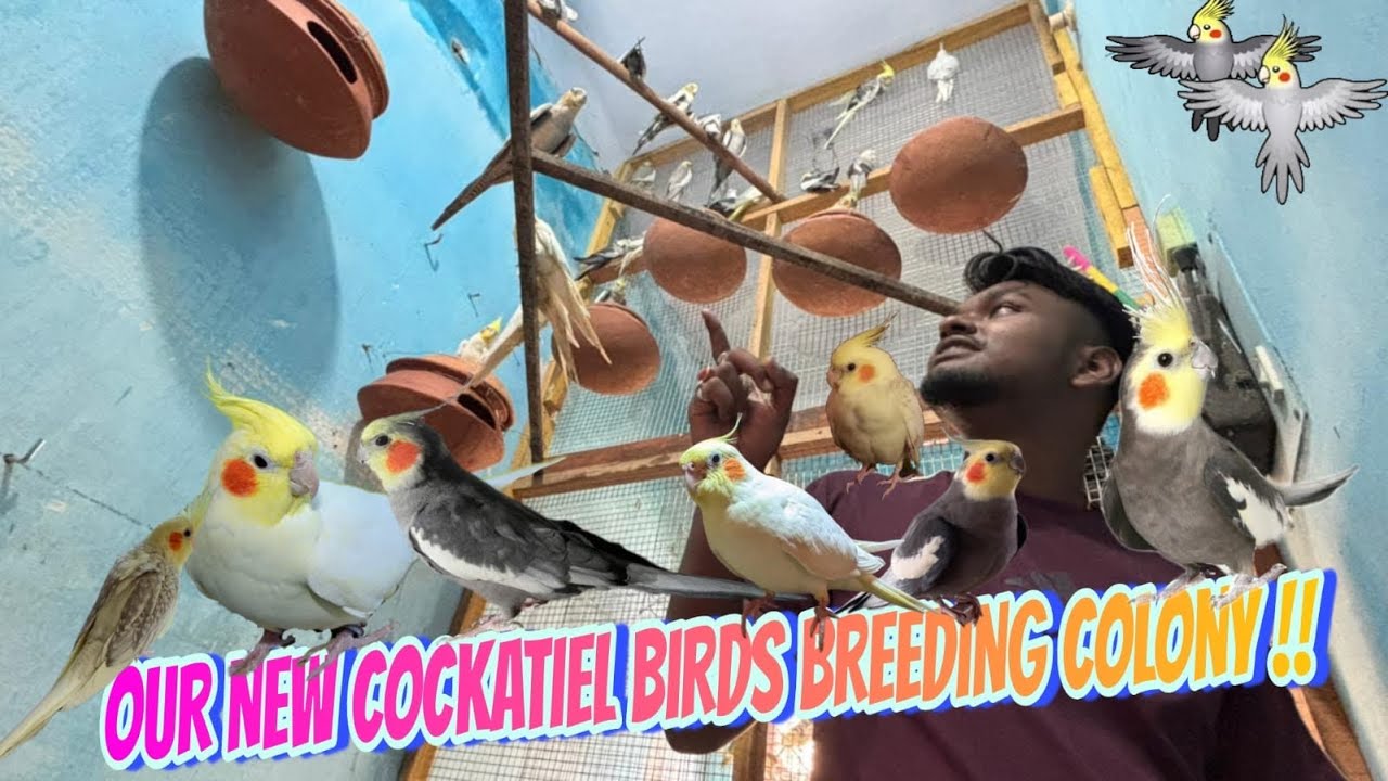 Amader New Cockatiel Breeding Colony || Our New Cockatiel breeding colony making 2025 || #cockatiel