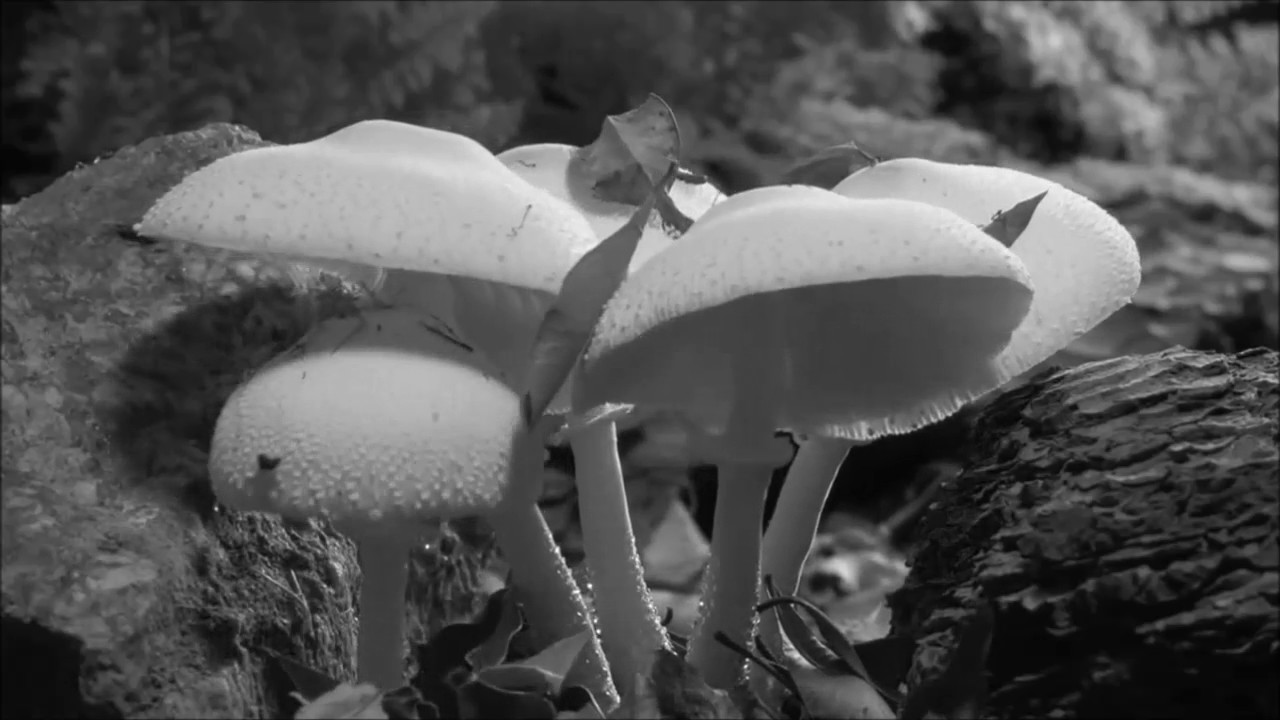 BOYD GOOSMAN - Enigmatic substance