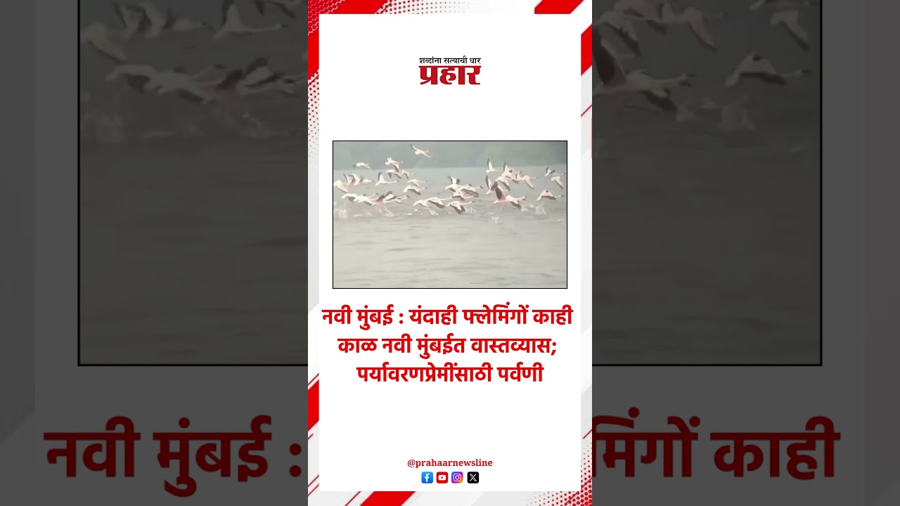 Flamingos | नवी मुंबईत फ्लेमिंगोंचे आगमन | Navi Mumbai | Flamingos | Viral Video
