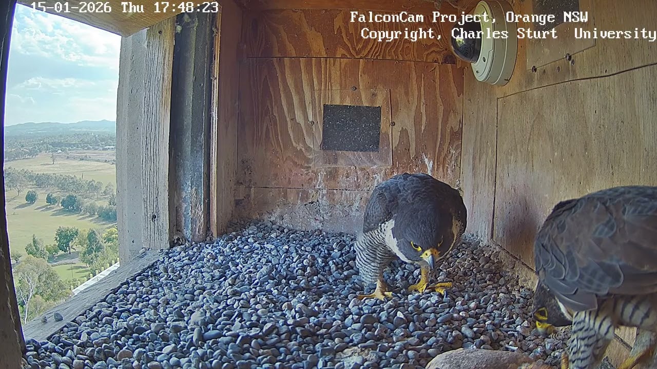 Nice bonding, FalconCam Project, Orange NSW, 15 January 2026