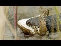 Large grass snake eats large frog / Grosse Ringelnatter frisst grossen Frosch