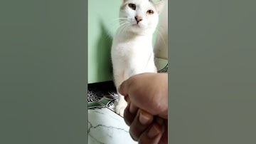 Lazy cat. #shorts #shortvideo #cat