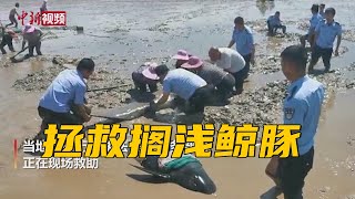 浙江台州临海12头鲸豚搁浅 多部门联合抢救