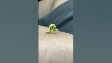 I had a visitor today! #worm#inchworm #caterpillar #bug #bugs #green #nature