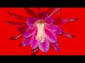 八代亜紀 花一花
