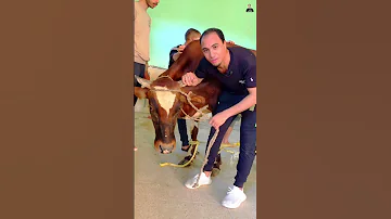 العجل صعب عليا قبل الدبح 