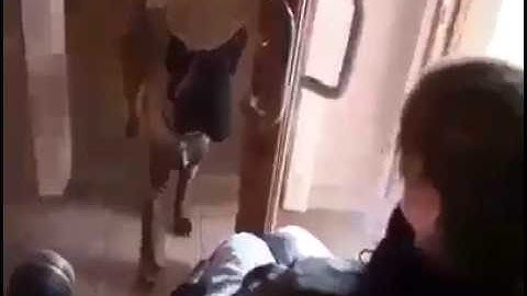 E' il cane più intelligente e buono del mondo! Fa cose speciali!