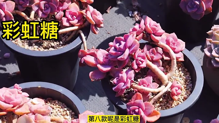 推薦12款適合新手養的多肉有土就活易上顏色好度夏，來看都是啥 - 天天要聞