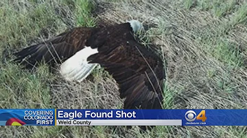 Wildlife Officials Search For Evidence In Deadly Bald Eagle Shooting