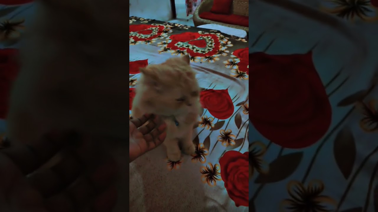 Cute Baby Kitten Persian Cat Viral Shorts brown Doll Face | Triple Coat Persian 