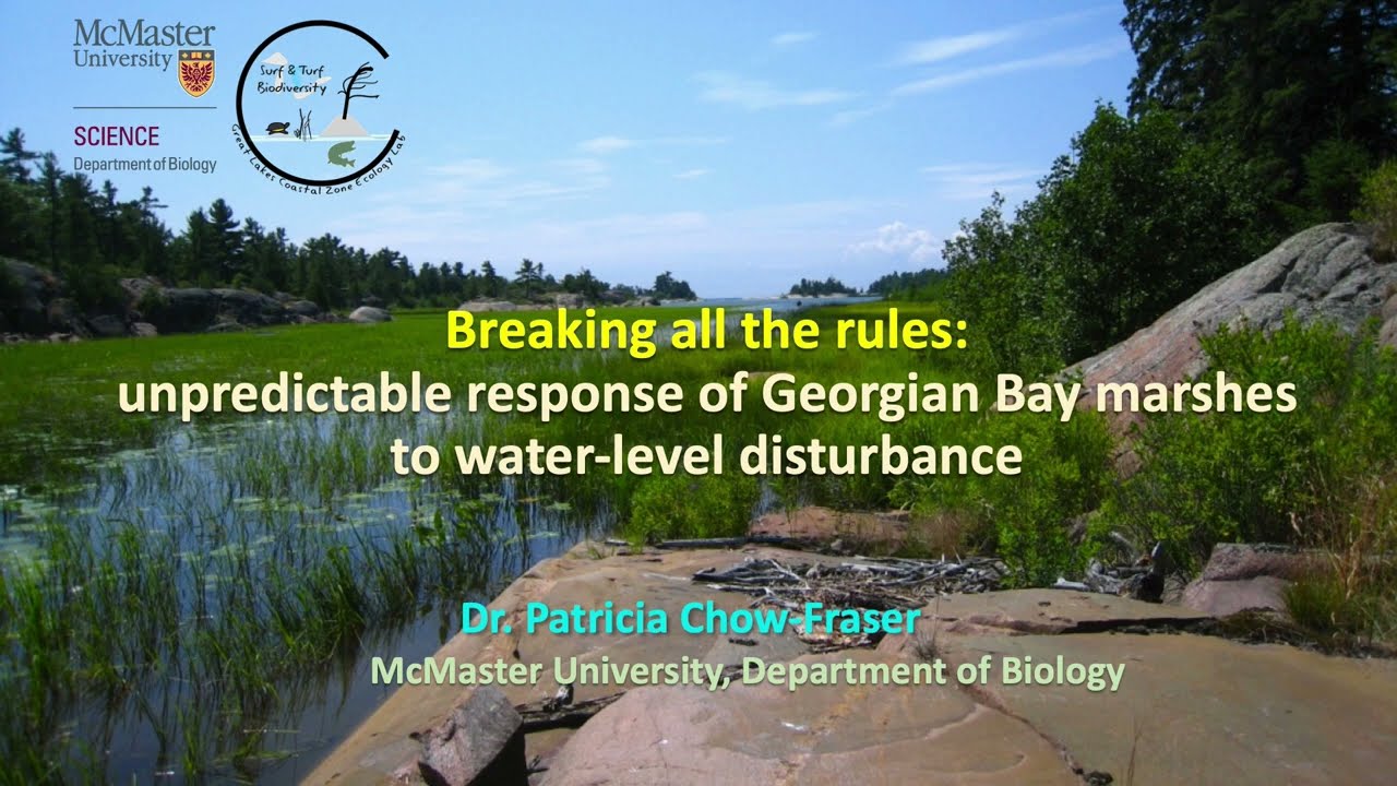 Breaking all the Rules: Unpredictable response of Georgian Bay marshes to water-level disturbance