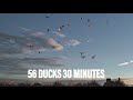 INSANE Dry Field Duck Hunting!! 7 Man Limit