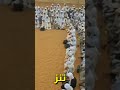 كلام قديم لايمل سماعه كلام قديم لايمل سماعه