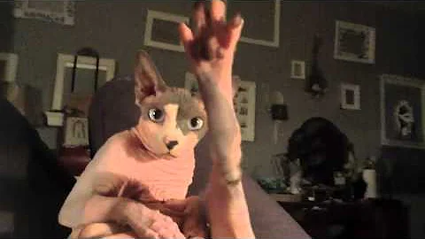 Watch the video about Hey Jimmy Kimmel, I told my hairless cat I ate all her treats