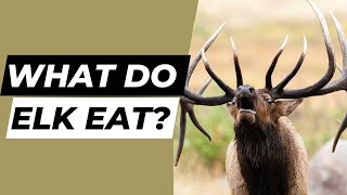 What are The Main Food Sources for Elk?