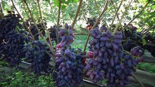 Сорта и формы винограда созревшие на 23 08 2020г(2 часть).