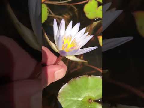 Nymphaea Daubenyana Nelumbogarden