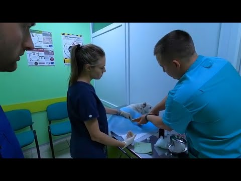 Video: Jak Získat Veterinární Licenci