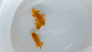 DSCF7843