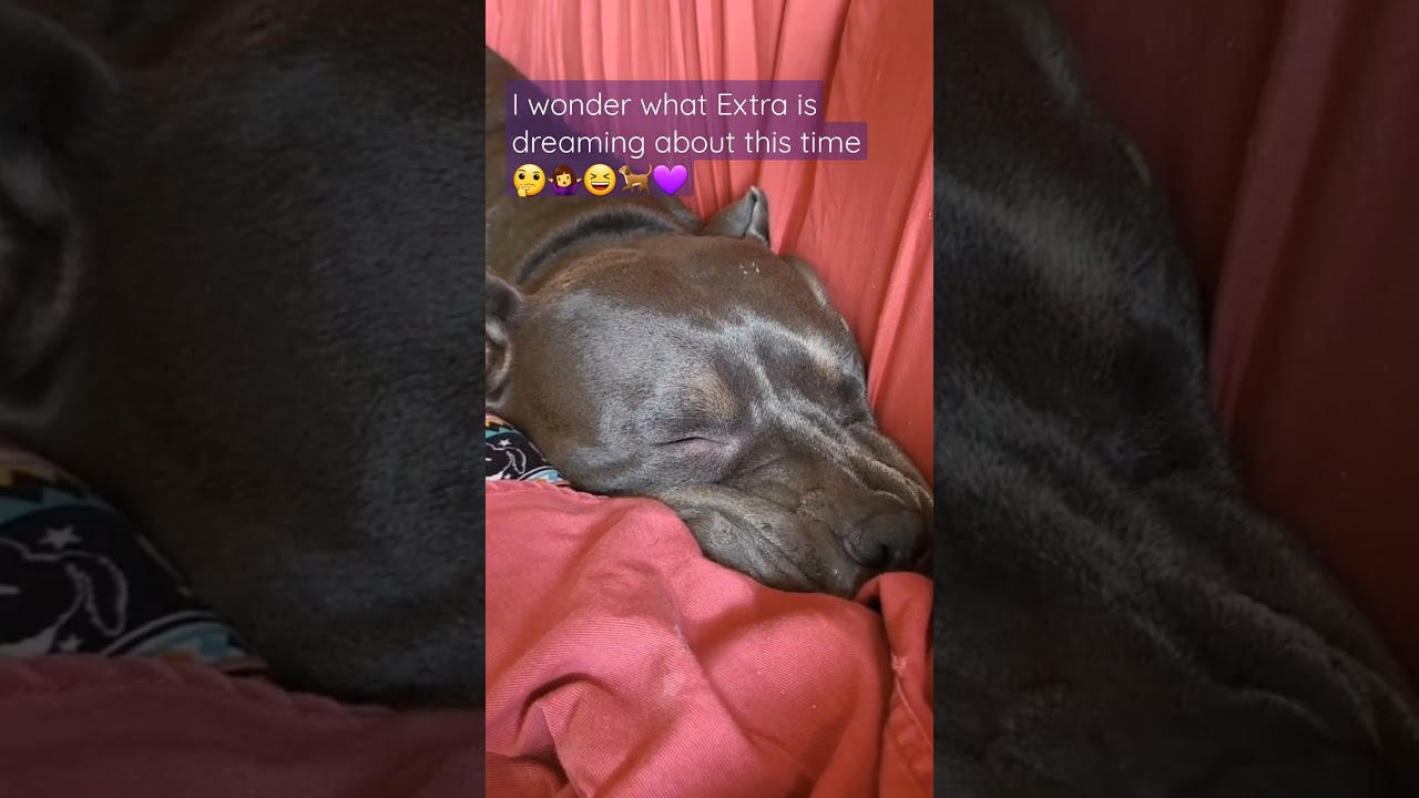 Pitbull dreaming, growling, barking in her sleep 😆 Rescued dog dreams 💜