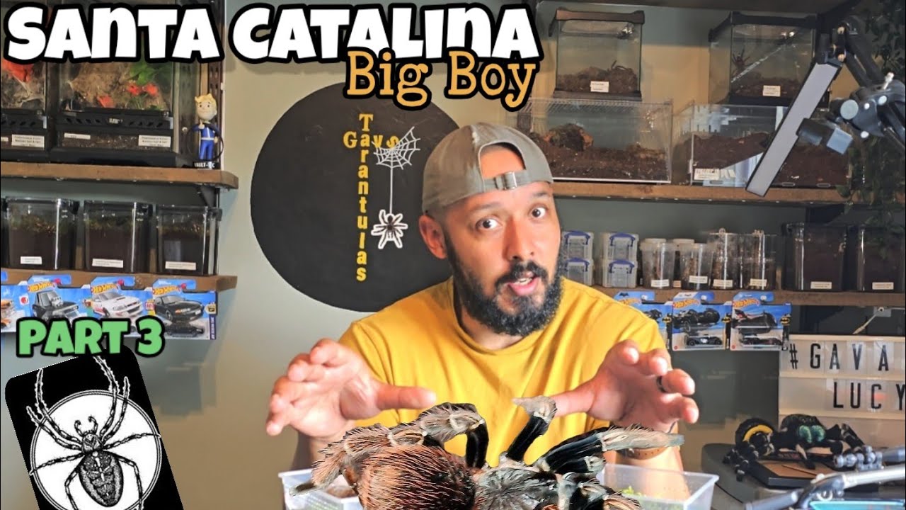 The Spidershop unboxing Part 3   