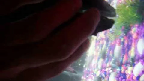 My boyfriend findly able to pet our pleco (batman)