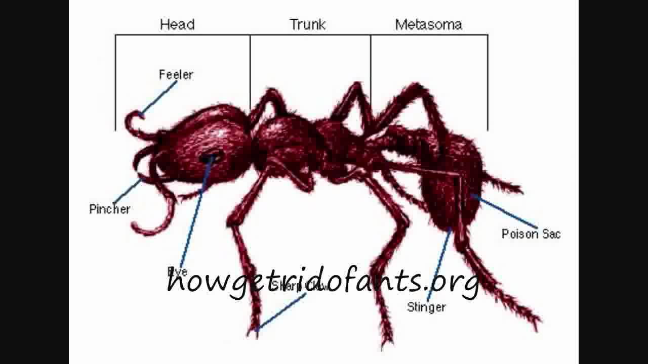 Строение муравья в картинках с подписями для детей