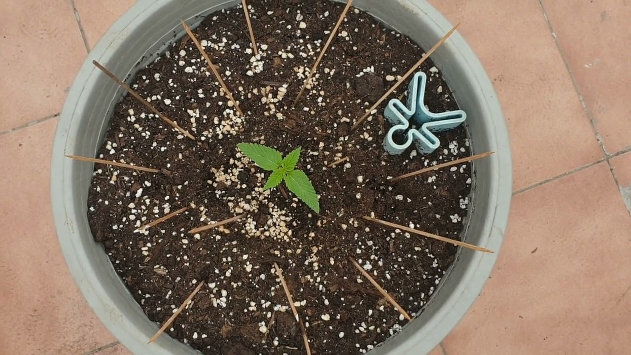 30 дней Orange Sherbet Auto Fastbuds 42 от Мария Любит Хуана 