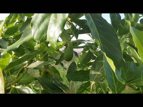 فيديو: أعراض أنثراكنوز في الأفوكادو - علاج أنثراكنوز على أشجار الأفوكادو