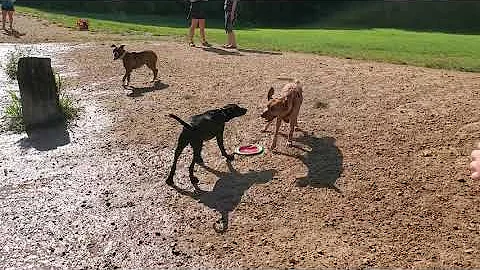 Happy Puppy