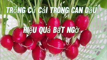Cách trồng củ cải đỏ.. củ cải baby