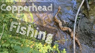 Copperhead Fishing Why Women Live Longer Than Men 2 Copperheads At Once