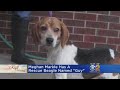 Meghan Markle Has Rescue Beagle Named 'Guy'