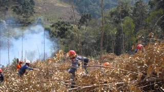 Incêndio Florestal Gelson