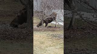 #moose #alaska #backyard #dog