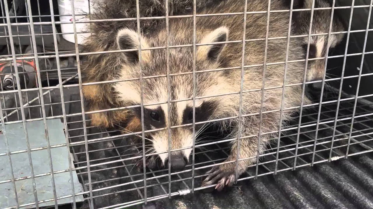 wildlife removal columbus ohio 2 Raccoons Caught In 1 Cage
