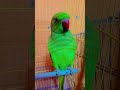mithu Billi kaise bolati hai 😺🐈😺 #parrot #trending #talkingparot #birds #funnyanimal #parrotfood
