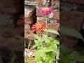 Terrace garden #garden #terracegardenindia #gardening #gardenideas #farming #agriculture