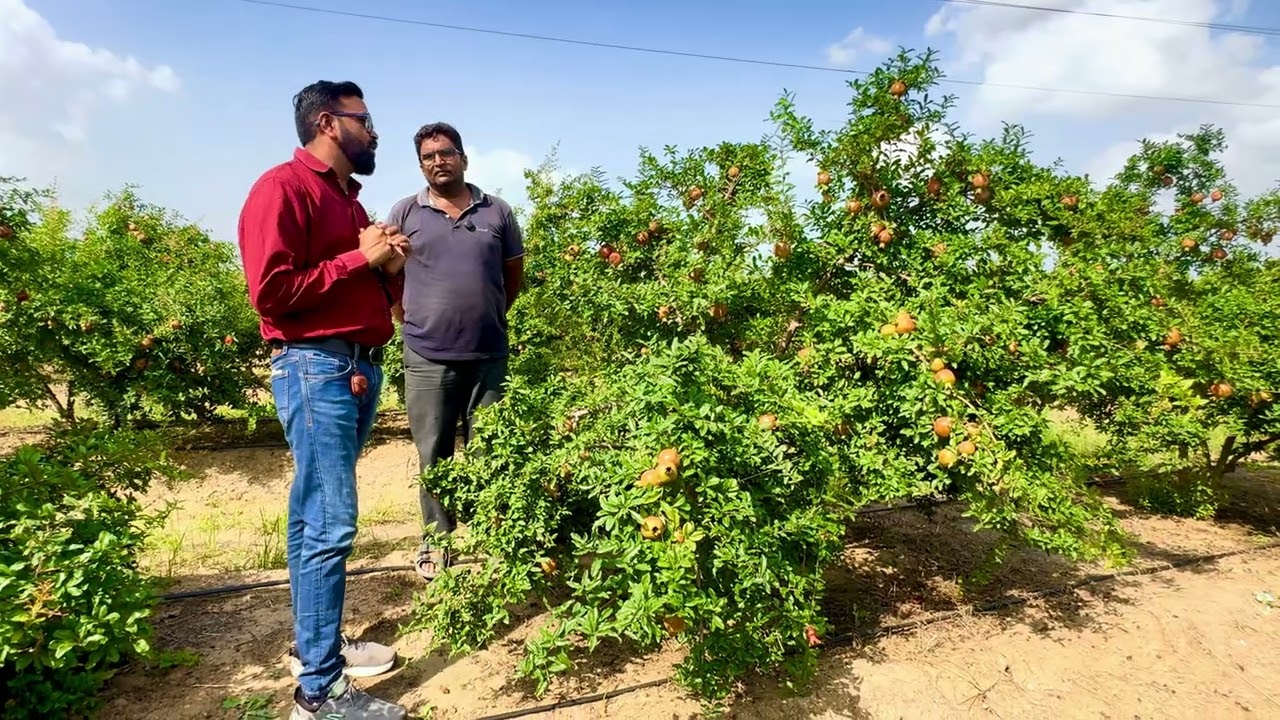 अनार का सनबर्न कैसे रोके