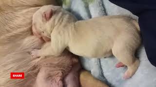 Baby Dog Drinking Milk From Mom |  Funniest & Cutest  Puppies #47 - Funny Puppy Videos 2020 by Which Dog Should I Get? Dog Breed Selector 116 views 3 years ago 2 minutes, 30 seconds