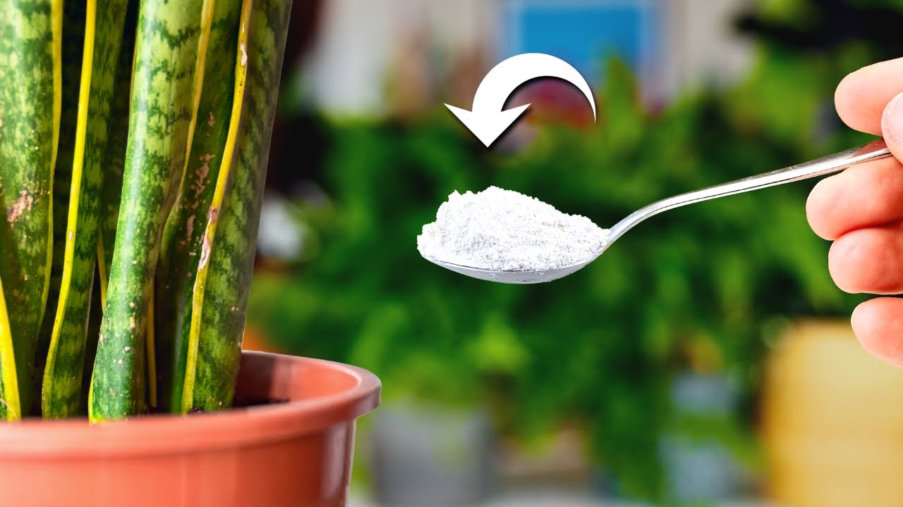 Всего 1 чайная ложка, и ваши растения будут процветать