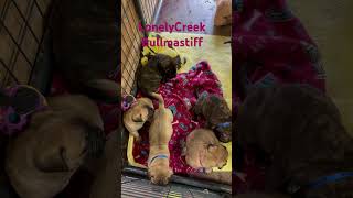 Baby puppies going out side LonelyCreek bullmastiff