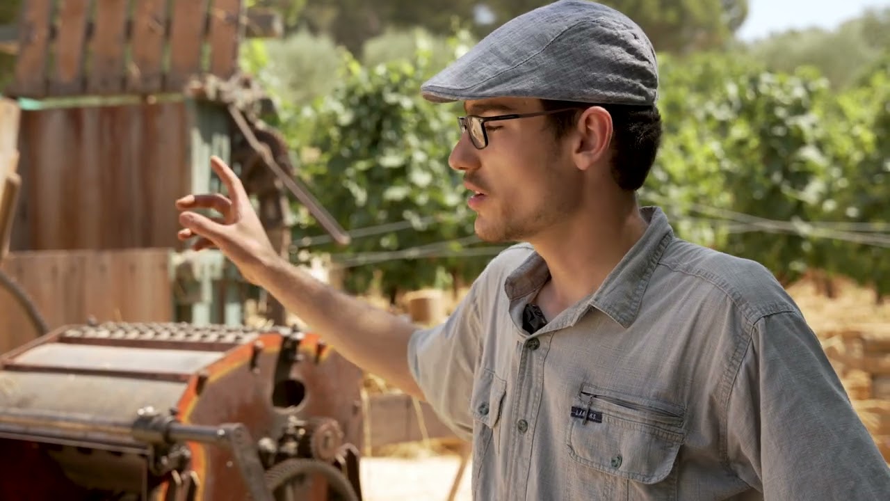Sanary - Du blé au pain, une tradition mise à l'honneur au jardin des oliviers