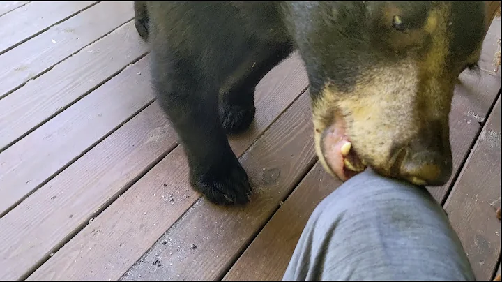 Bear Milo  Taking Charge