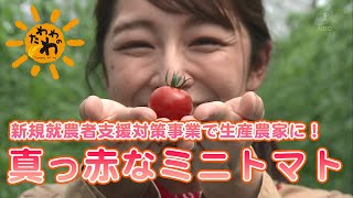 『たわわのわ』新規就農者支援対策事業で生産農に！若手ホープが作る“ミニトマト”