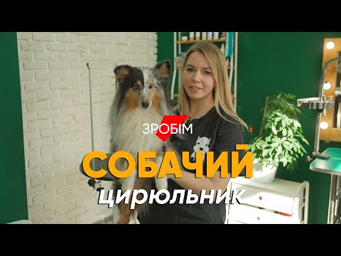 Бросила работу в IT, чтобы стричь собак #монолог грумера