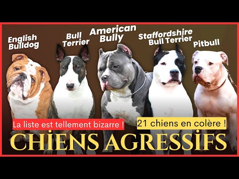 Vidéo: Quels chiens sont considérés comme des terriers barbus?